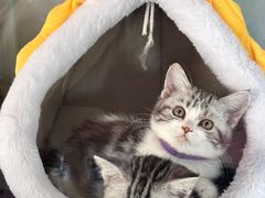 -糯米喵星人总部直营旗舰店·猫舍·幼猫出售
