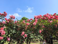 -武汉园博园(武汉自然博物馆)