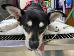 -美联众合动物医院·24h转诊中心