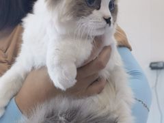 -芭比堂动物医院·CT·微创中心(新顺分院)