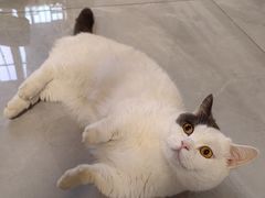 -猫宠乐园·专业洗护