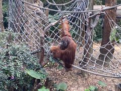-广州长隆野生动物世界