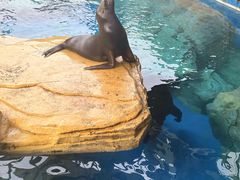 -海合安武汉极地海洋公园
