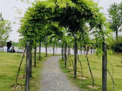 -上海长兴岛郊野公园