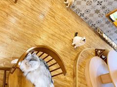 -猫小主咖啡·猫咖cat cafe(福田店)