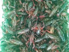 -同銮特种养殖场·龙虾垂钓