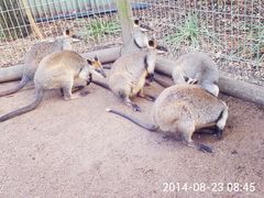 -费瑟代尔野生动物园