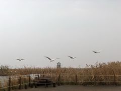 -盐城丹顶鹤湿地生态旅游区