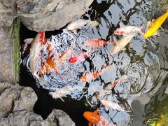 -广州白天鹅宾馆