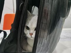 -伟伟宠物医院·CT影像中心·瑞派犬猫综合性门诊(汉口总院)