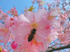 -顾村公园