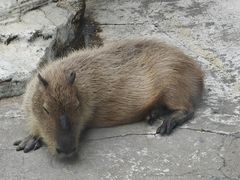 -大连森林动物园