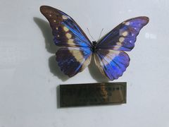 -上海昆虫博物馆