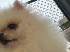 -怪兽屋·羊驼·猫咖·狗咖(俊华广场店)