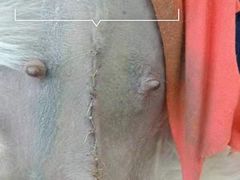 -伟伟宠物医院·CT影像中心·瑞派犬猫综合性门诊(汉口总院)