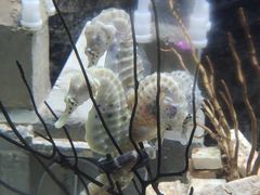 -太平洋海底世界