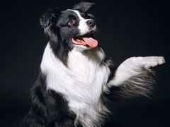 -超宠爱宠物摄影-Super pet