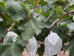 -马陆小张葡萄园农家乐