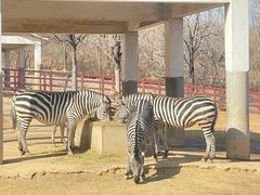 -石家庄市动物园