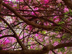 -深圳国际园林花卉博览园