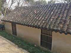 -上海佘山国家森林公园天马山园