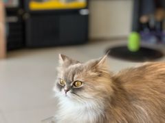 -平行世界·猫咖(首经贸店)