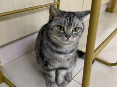 -鼓捣猫呢主题猫咖店