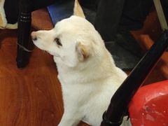 -猫小院猫主题餐厅(南锣旗舰店)