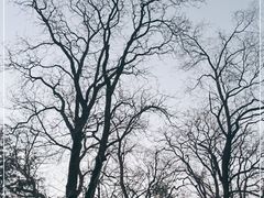 -北京大学燕东园