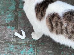 -艾贝尔宠物医院·24H转诊中心·肿瘤猫专科(江宁双龙店)
