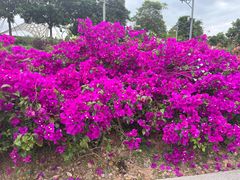 -枫林花海