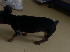 -芭比堂动物医院·犬猫全科·异宠专科(雁塔分院)