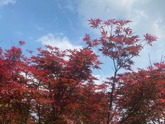 -广州市帽峰山景区