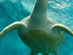 -上海海洋水族馆