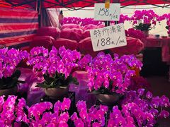-越秀西湖花市(广州城市广场花卉店)