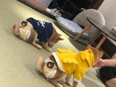 -逗柴咖啡屋·狗咖猫咖宠物桌游