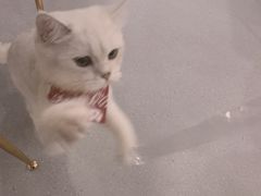 -飞行喵MR PILOT|猫舍·猫咖(静安大融城店)
