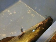 -荣德灶台鱼(圣泉寺店)