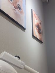 -洗脸猫·洗脸吧