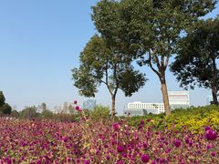 -春花秋色城市公园