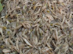 -芦潮港集贸市场