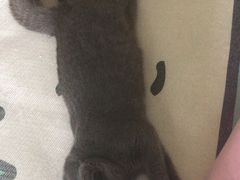 -傣妹火锅(狮子桥店)