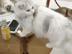-共舞时光猫咖·狗咖(新街口店)