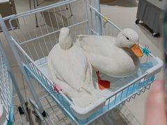 -怪兽屋·羊驼·猫咖·狗咖(俊华广场店)