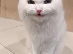 -飞行喵MR PILOT|猫舍·猫咖(静安大融城店)