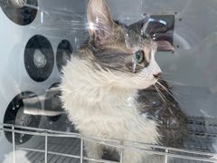 -北京观赏动物医院·24小时大型综合·猫专科·异宠专科