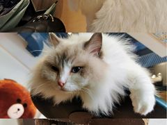 -瞄一喵猫咖(格力海岸店)