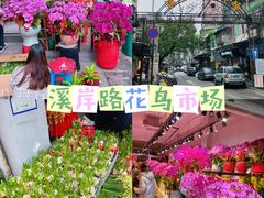 -溪岸路花鸟市场
