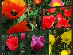 -瑶湖郊野森林公园