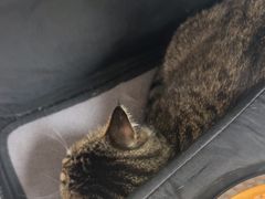 -美联众合动物医院·24h转诊中心